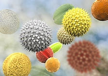 allergikergeeignet - Pollenkörner von verschiedenen Pflanzen - Stock-Fotografie